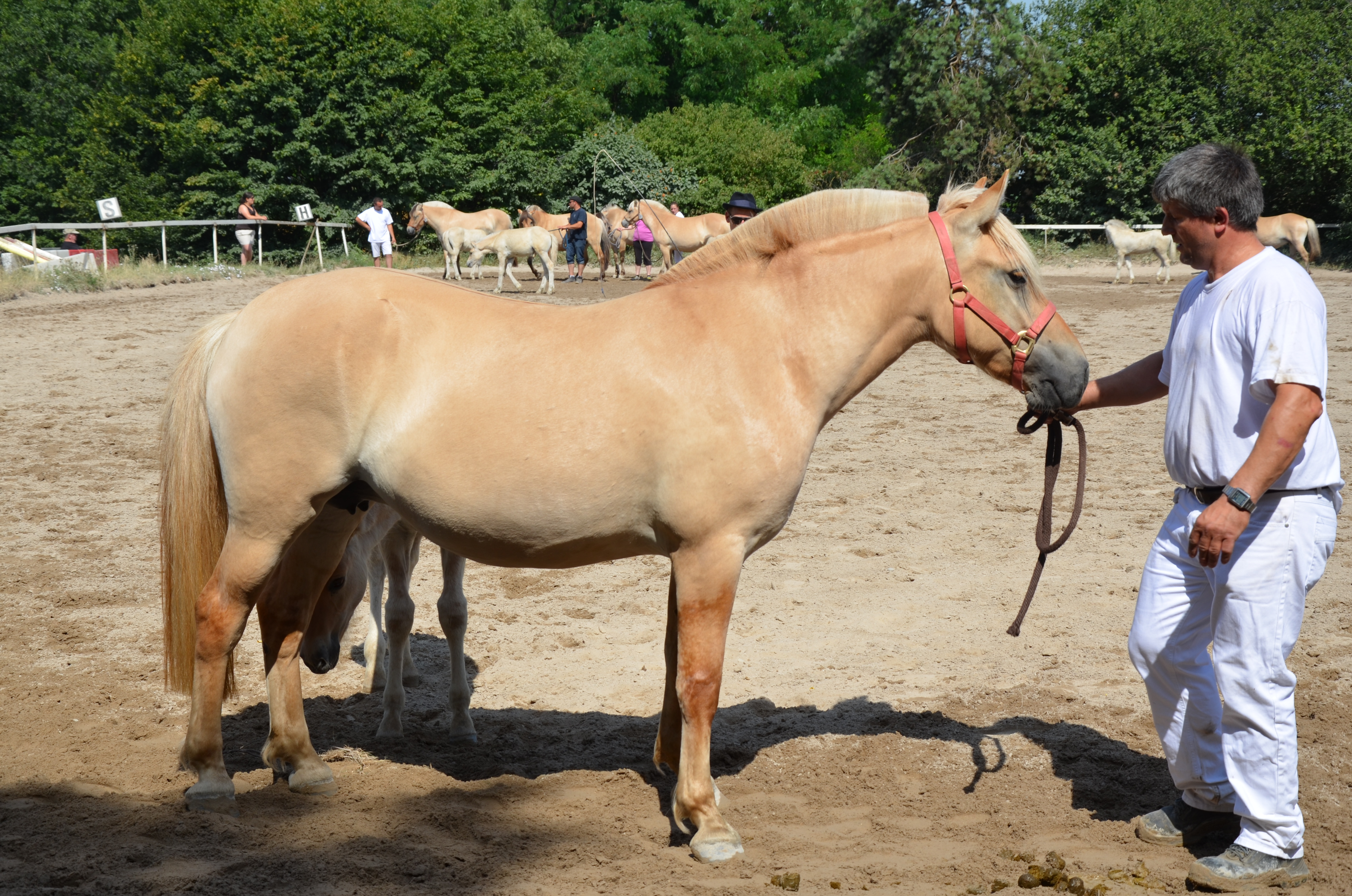 Hongre cheval du fjord norvégien