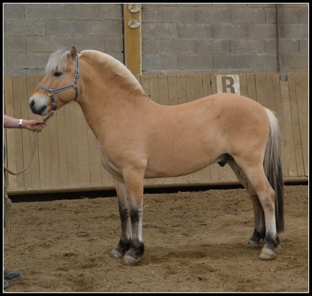 Double poney entier fjord